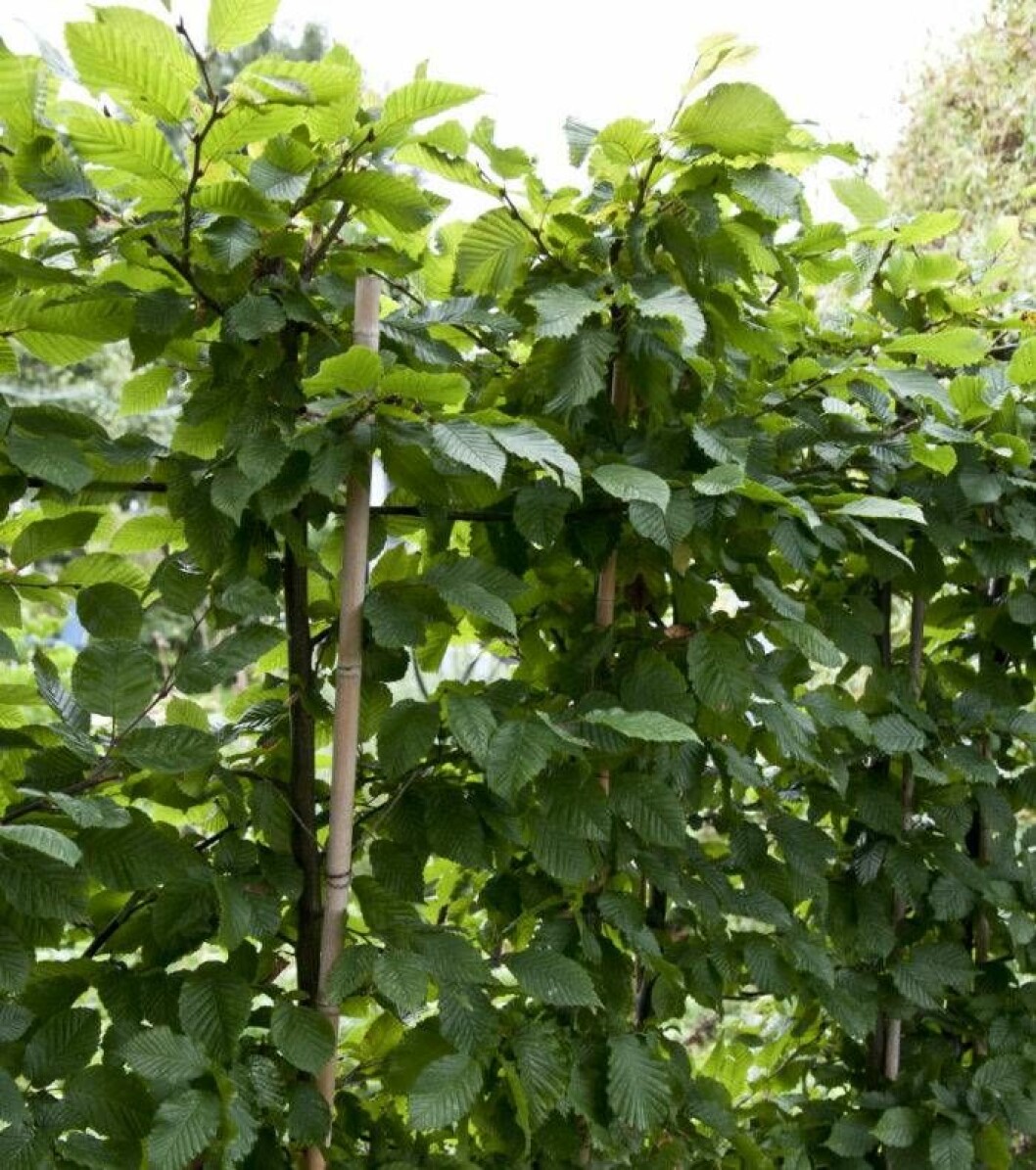 Avenbokhäckens plantor har genomgående stam. På dem ska man vänta med att klippa toppen tills de fått den höjd man vill ha. Foto: IBL Avenbokhäck