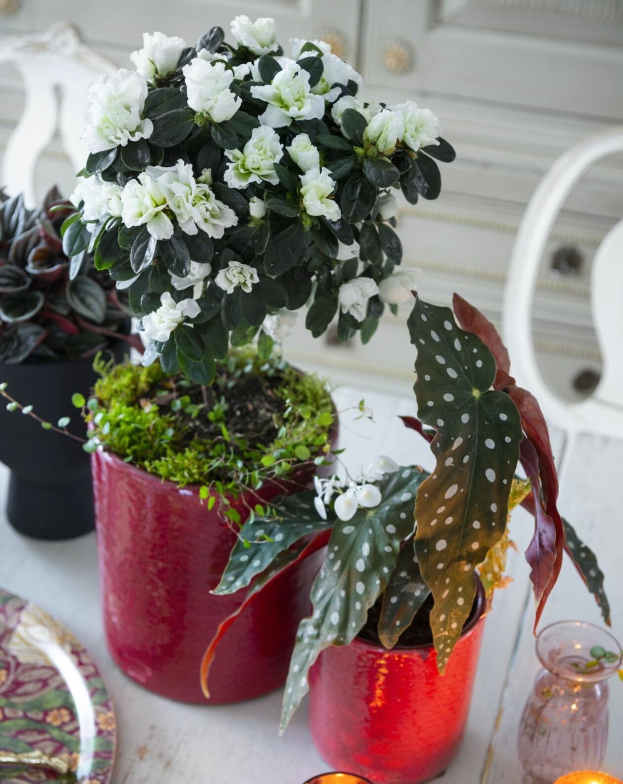 Azalea och Begonia Maculata, Forellbegonia.