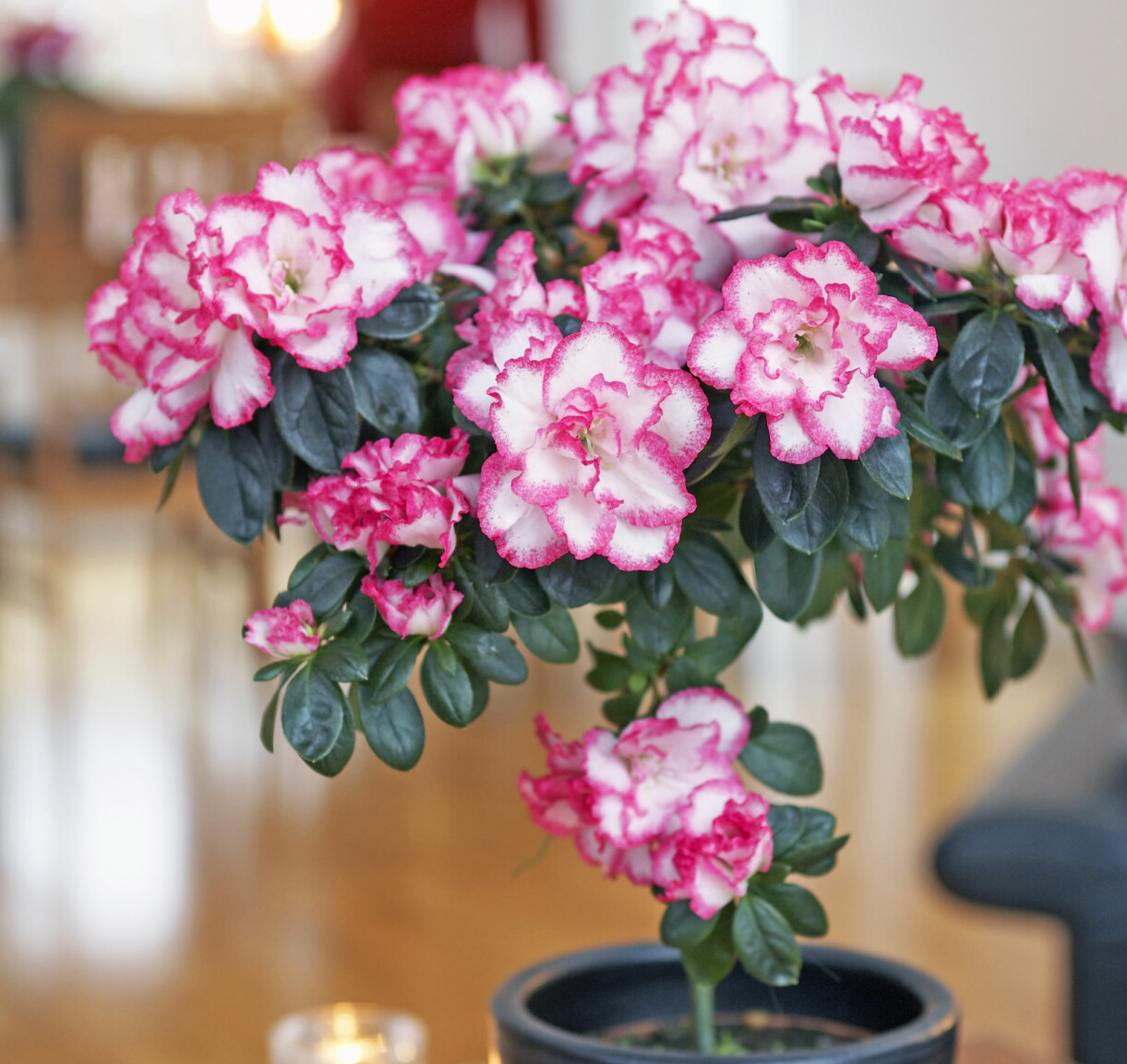 Azalea planterad inomhus under julen kan planteras ut efter julhelgen.