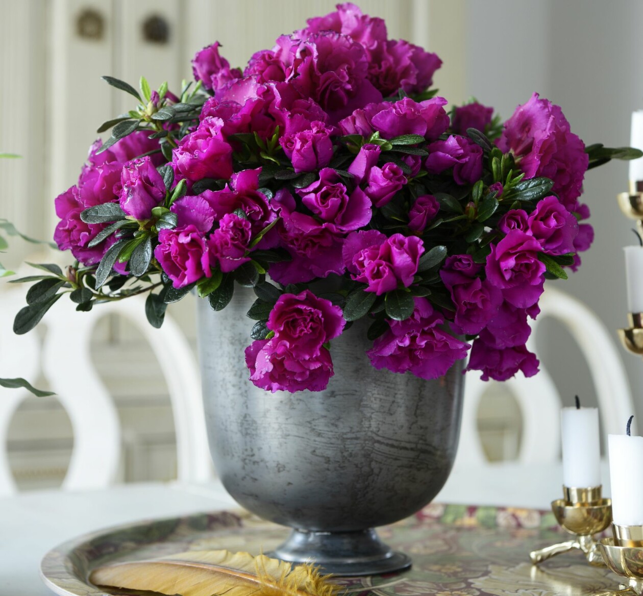 Azalean 'Flamenco'.