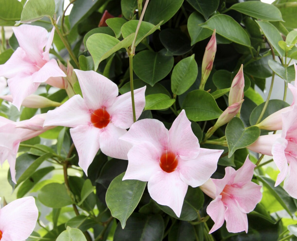 En blommande rosa bägarranka i uterummet.