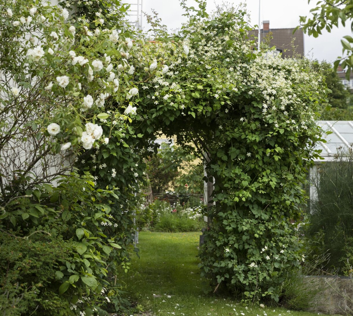 Vild och vacker klänger skogsklematisen 'Summer Snow' över bågen. Den passar också bra att plantera intill ett träd. Det gäller dock att vara flitig med sekatören, den växer fort! En båge av skogsklematisen 'Summer Snow'.