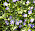 Balkansippan är en av de växter som stortrivs hos Lena och gärna sprider sig. Hon har både vita och blå sorter.
