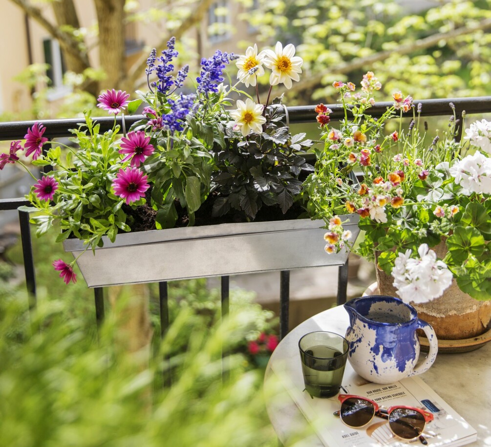 En klimatsmart balkonglåda som lockar till sig pollinatörer som bin, fjärilar och insekter.
