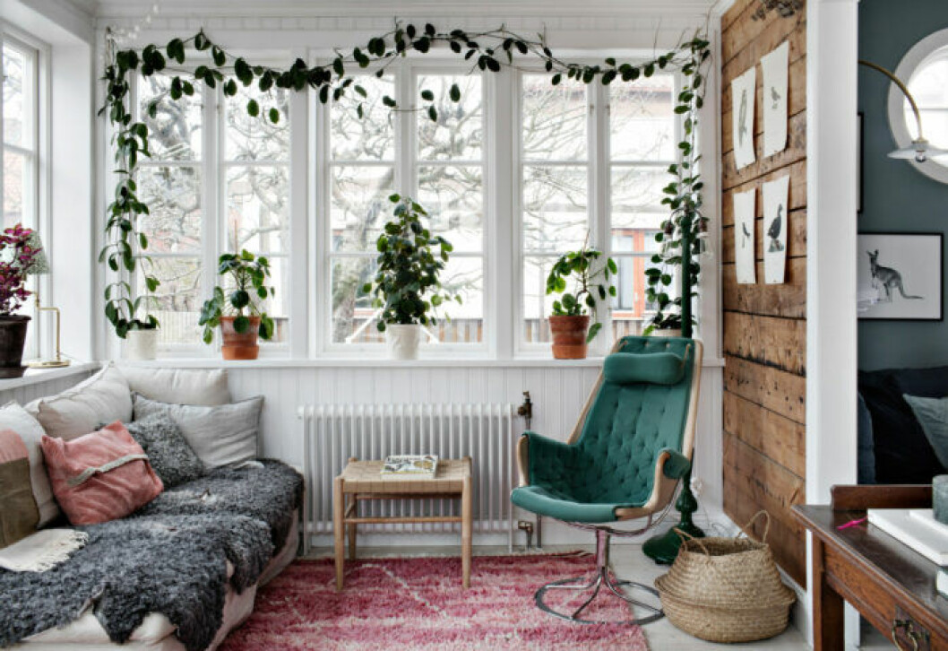 Foto: Alice Johansson för <a href="https://www.lundin.se/beskrivning/4qoie9lq9hpbkgmg" target="_blank" rel="noopener">Lundin fastighetsbyrå</a> Klätterväxt i fönster på Balsamingatan – Foto Alice Johansson