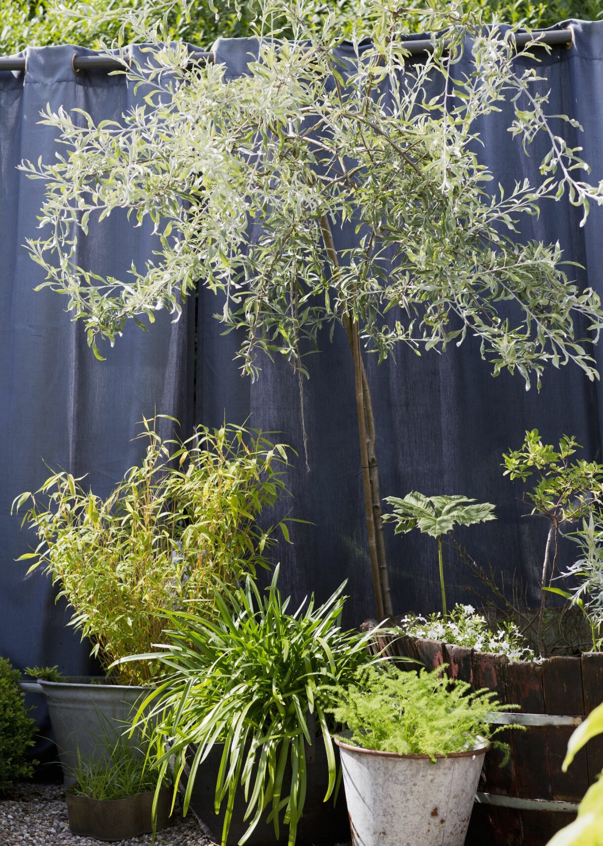 En grupp krukor blir ett fint arrangemang. Här bambu, Afrikas blå lilja samt björnrot som placerats vid silverpäronträdet. En grupp krukor och kärl med olika växter står tillsammans i trädgården.