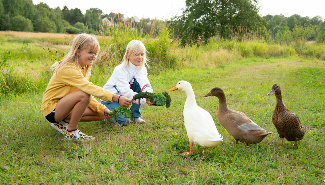 Tomine, till höger, är Elins äldsta barnbarn. Här matar hon och kompisen Fredrikke de tama ankorna. Som också kallas snigelpatrullen! Barn matar ankor.