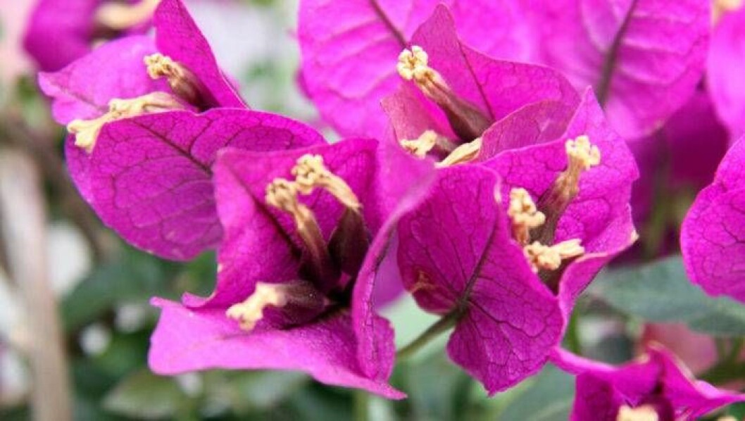 Bougainvillea