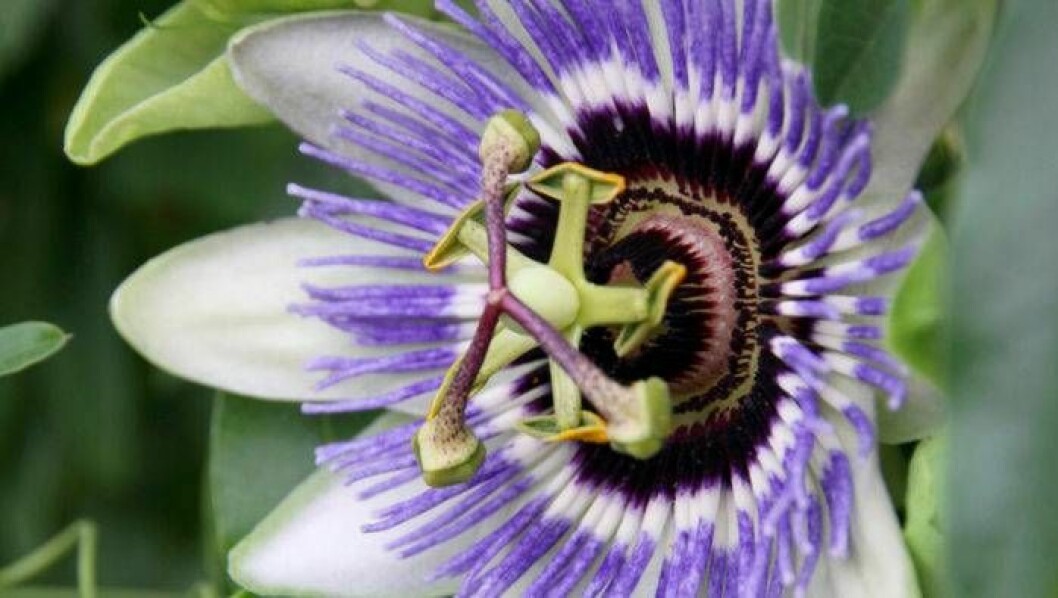 Passionsblomma