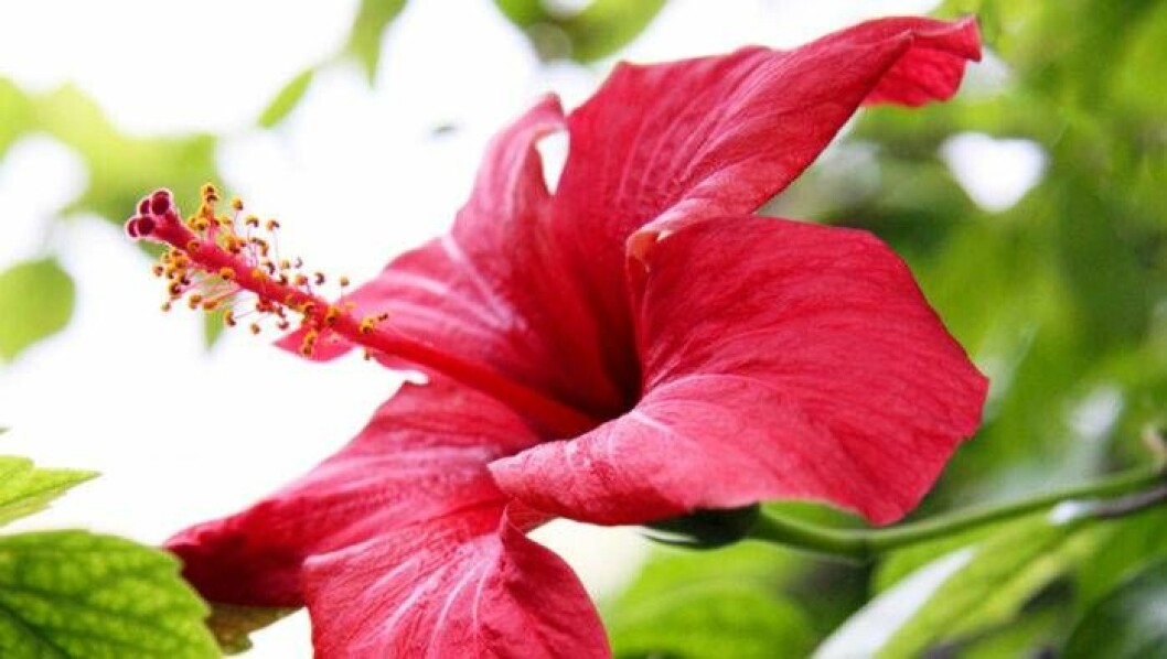 Hibiskus