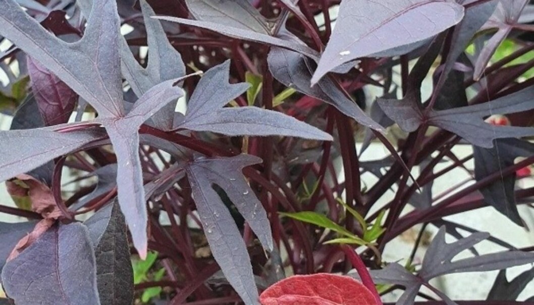 Batata 'Midnight Lace'
