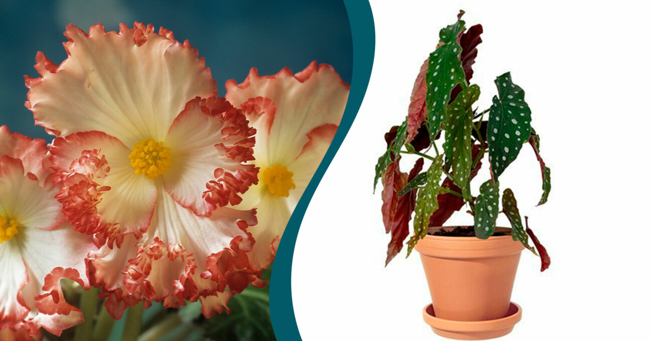 Begonia 'Crispa Marginata' och Begonia 'Maculata'