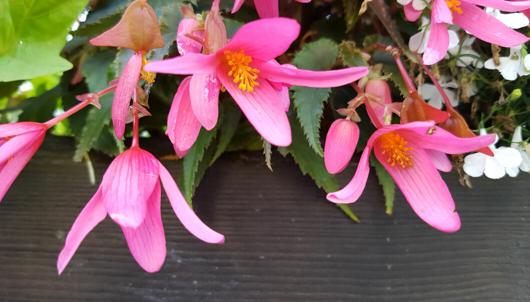Begonia Bertinii i full blom.