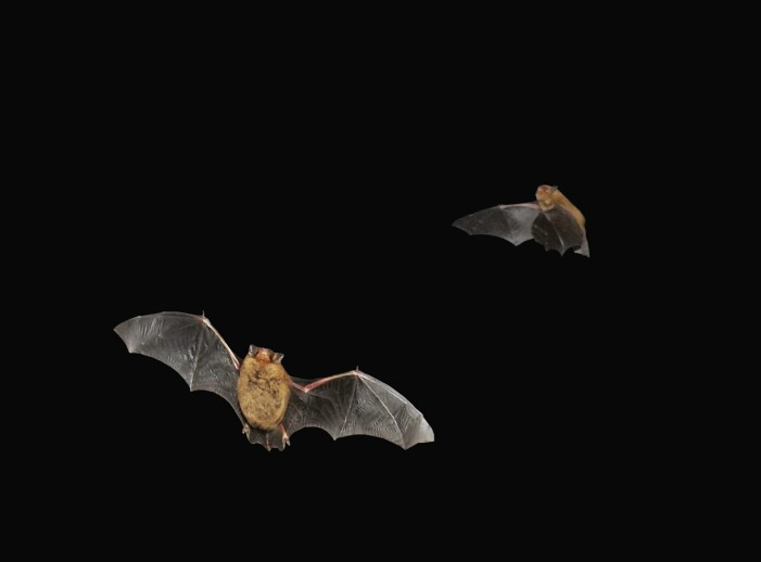 Il pipistrello nano, o pipistrello nano, è comune in Svezia. Ma se i pipistrelli sono in grado di vivere in un'area, allora deve esserci cibo sotto forma di insetti notturni e quindi oscurità. Pipistrello nano.