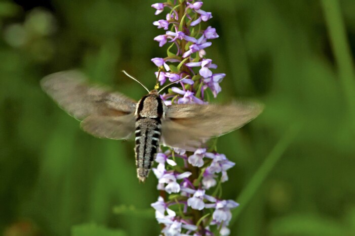 I pini uccelli volano dal primo tramonto per visitare fiori dal profumo notturno come il caprifoglio, il lillà, lo scalpellino, il mughetto e, qui, l'euforbia. Stufa in pino.
