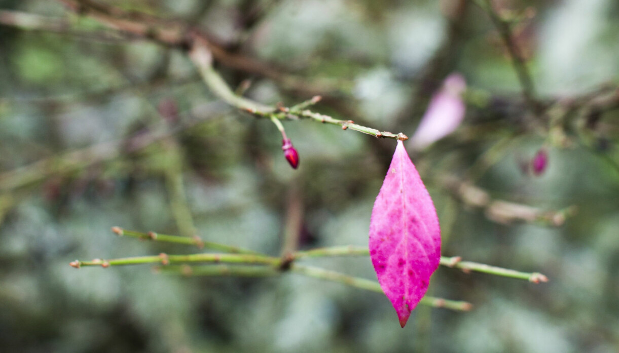 Benvedens underbart cerise blad på hösten. Benvedens underbart cerise blad på hösten.