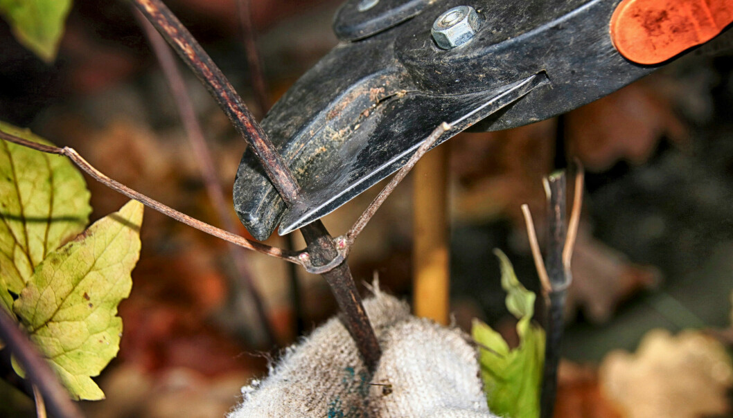 När du beskär, klipp helst ovan ett bladpar, det är där nya skott bildas. Ska plantan klippas ner helt, gäller inte detta. Då kommer skotten nerifrån roten istället. Beskär klematisen.