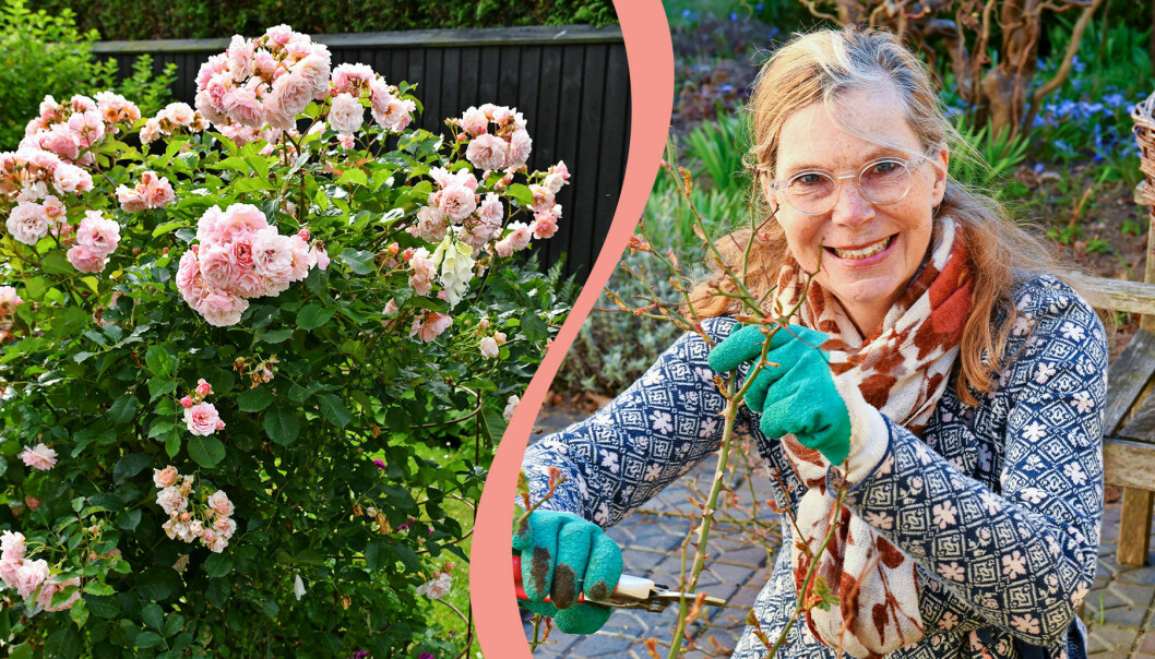 Till vänster: En blommande rosbuske. Till höger: Christina Högardh-Ihr klipper ner en ros.
