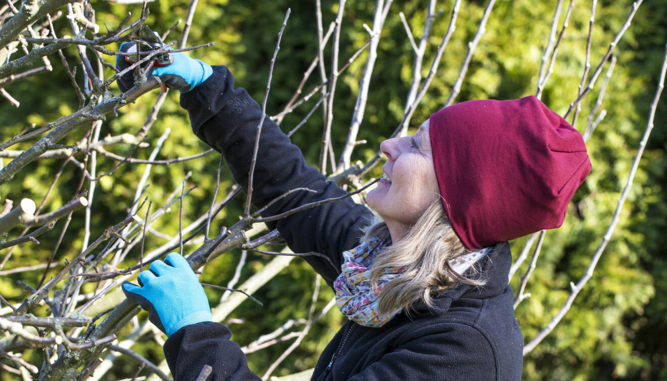 Trädgårdsexperten Anni Jähde visar hur du beskär äppelträd.