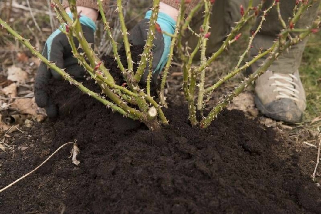 Enkel beskärning av buskros. Kupning med kogödsel