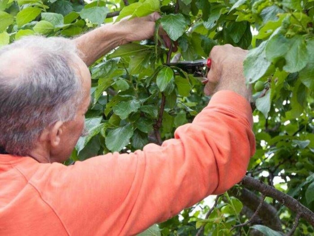 Etablerade plommonträd beskärs i månaderna juli, augusti och september. Medan bladen är kvar är det enklare att se trädets form och var kronan är för kompakt. Plommonträd beskärs.