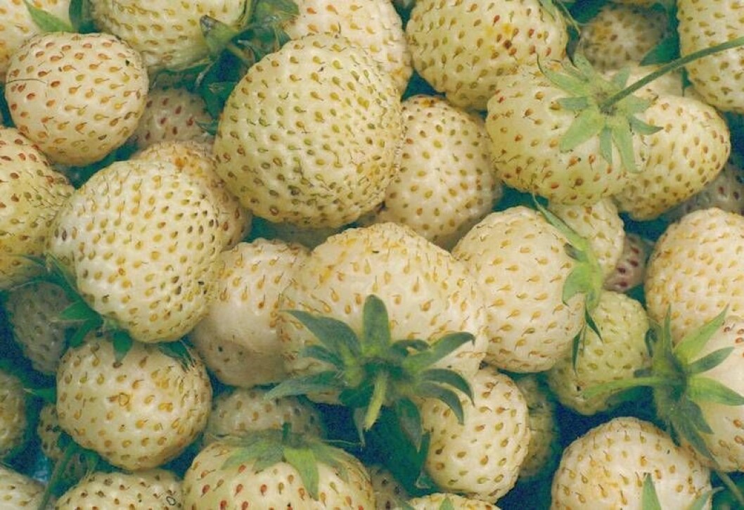 ’Bianca’ E - vita jordgubbar.