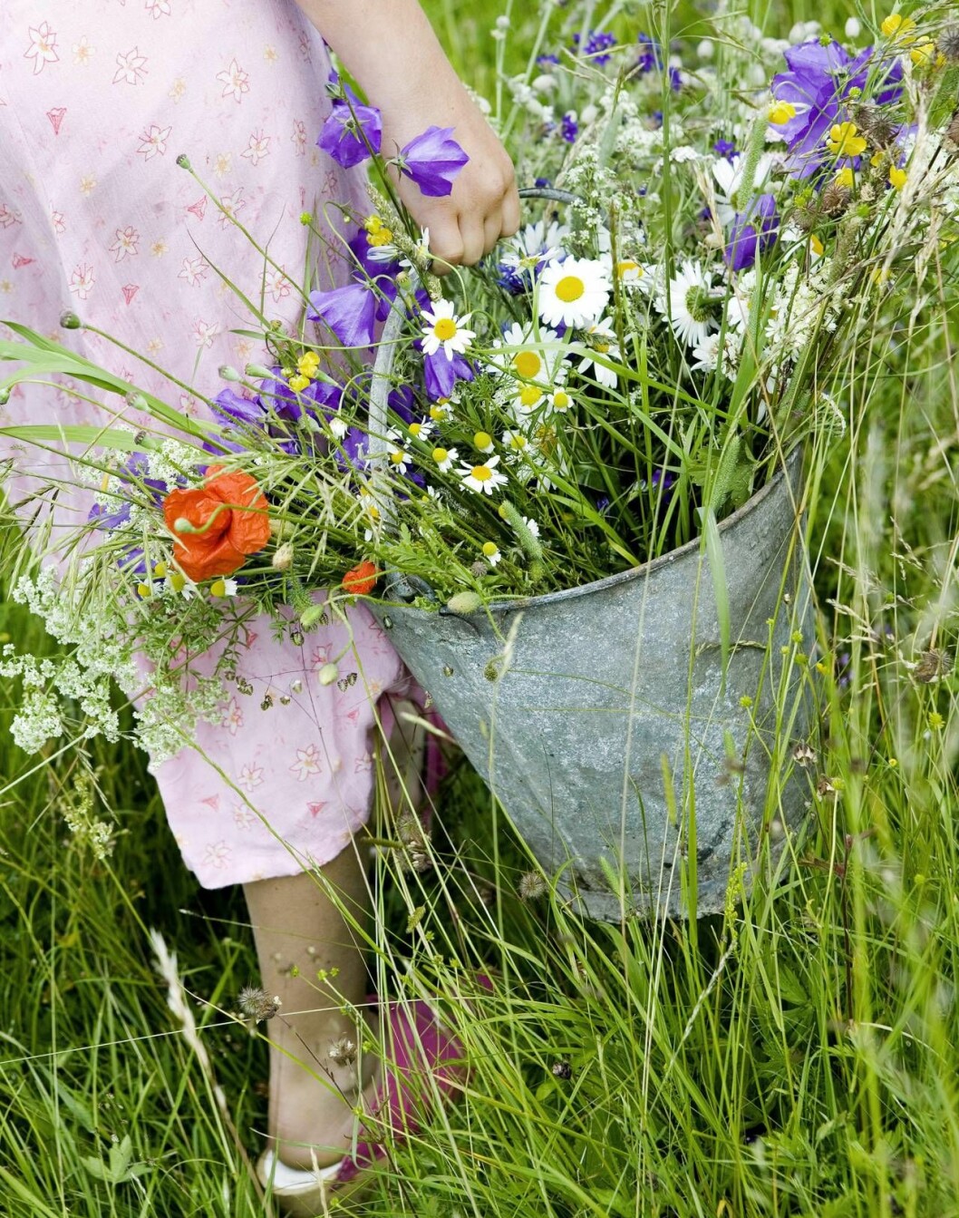 Fyll en spann med ängsblommor att pynta vaser och binda till blomsterkransar. Flicka med hink fylld med sommarblommor