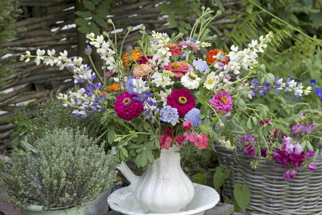 Vilken lycka att ha rabatter att plocka snittblommor från! Den gamla porslinskannan är fylld med allt från lupiner och vädd till luktärter och zinnior i olika färger. Man tager vad man haver! Vackra trädgårdsblommor i vas