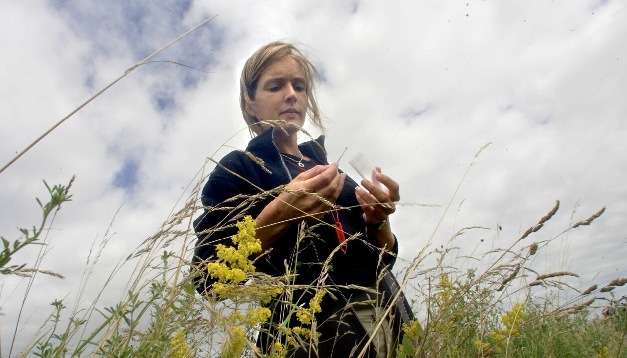 Biologen och fästingexperten Kajsa Glemhorn ute på en äng där hon fångar en fästing.