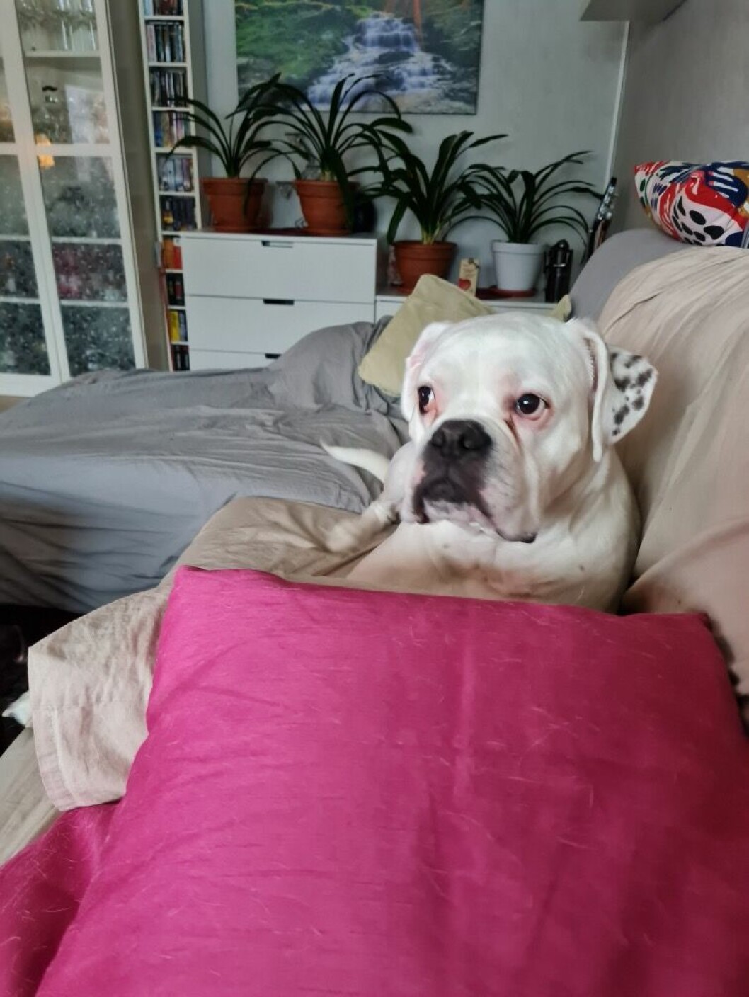 hunden Björne