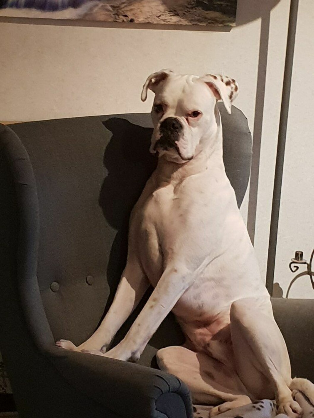 Björne hittade snabbt en favoritfåtölj i vardagsrummet. Där gillar han att sitta och har koll på läget. hunden Björne