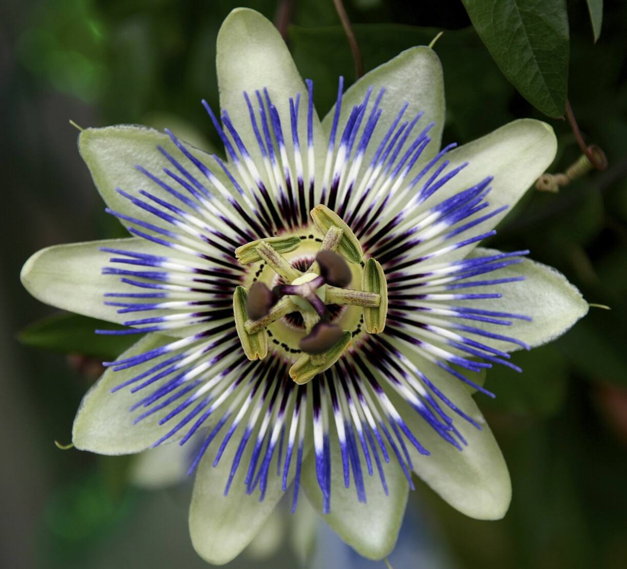 Blå passionsblomma, <em>Passiflora caerulea, </em>är den som är vanligast som krukväxt. Den kan bli upp till tre meter hög och klarar några minusgrader. Blå passionsblomma i full blom.