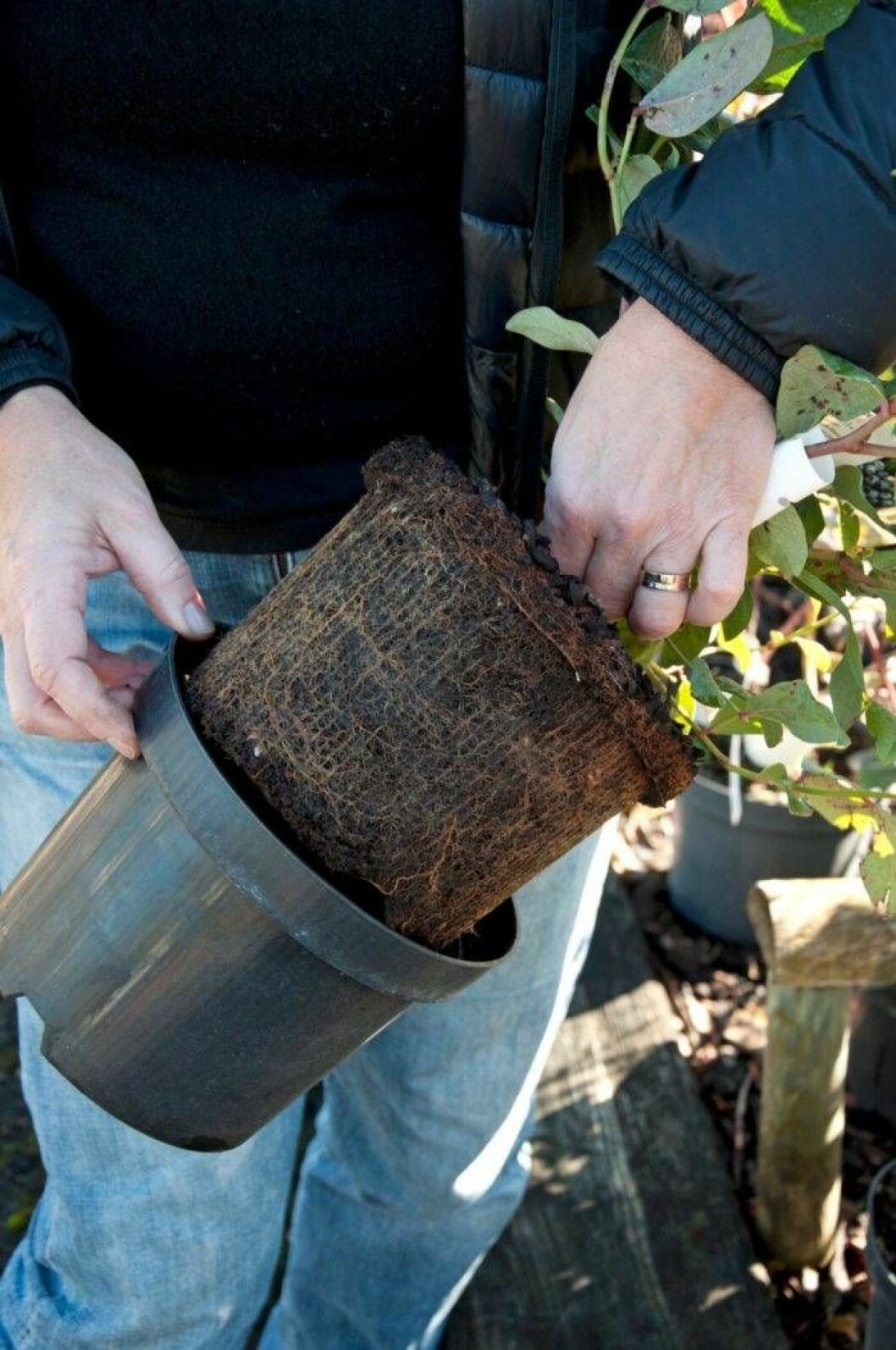 Ta försiktigt av krukan och undersök så rötterna ser friska ut och har rotat ut i krukan. Finns det vita nya rötter är det ett plus. Ett kraftigt så kallat rotsnurr betyder att plantan stått länge i krukan. Välj ett annat exemplar. Foto: Anni Jähde, Karin Elmberg Blåbärsplantering – trädgårdsmästaren inspekterar rötterna