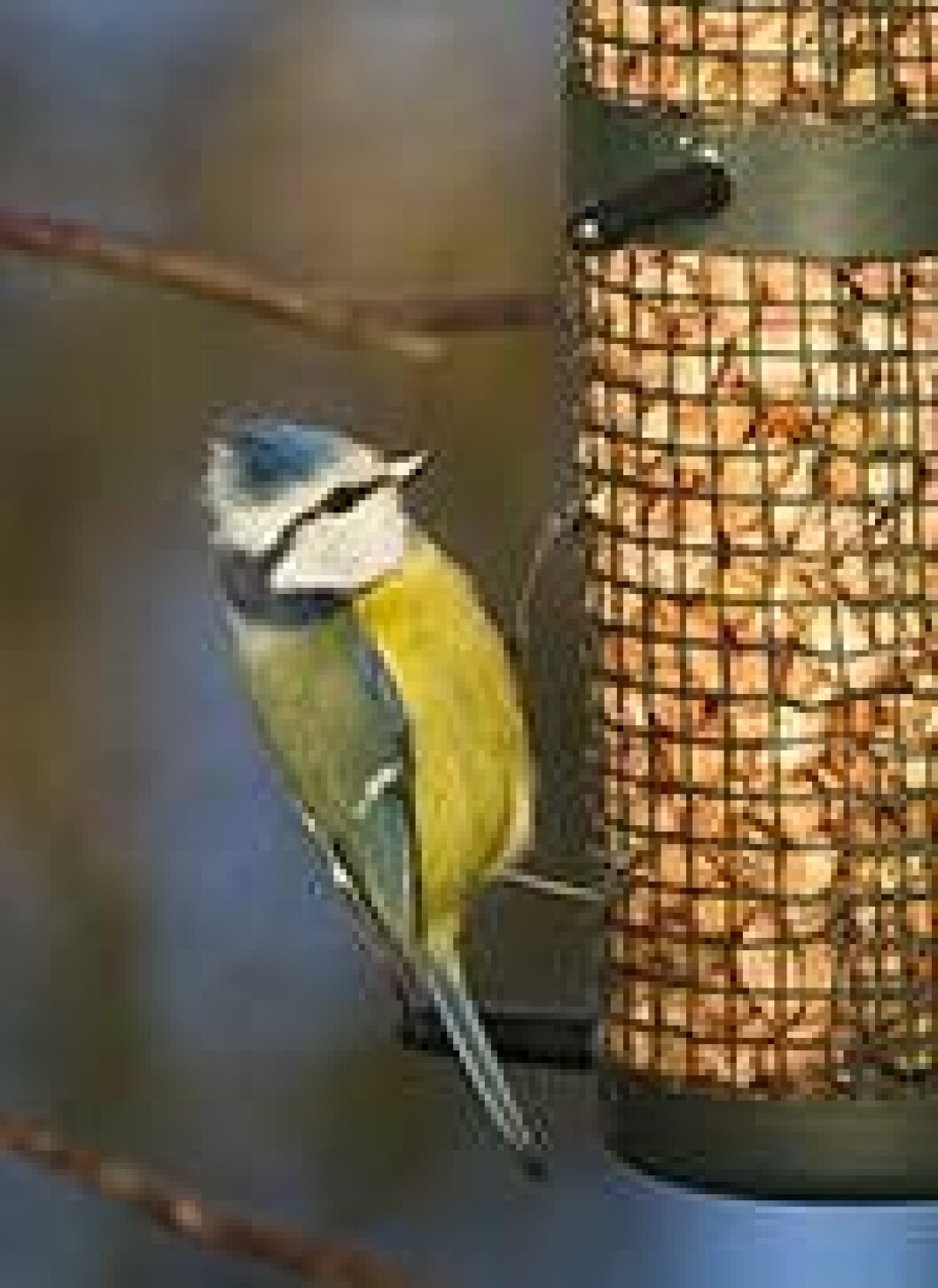 Blåmes är en vanlig fågel i våra trädgårdar. Mata gärna blåmesen med jordnötter.
