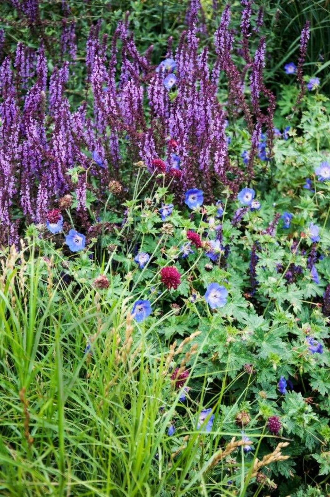Plantera samma sort på en plats – men var inte rädd för att fylla ut med andra sorter! Foto: Perenner.se en rabatt full av perenner!