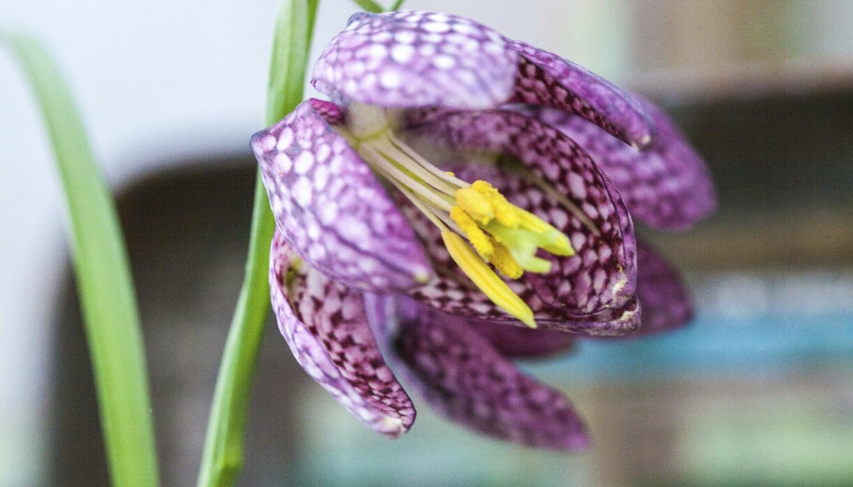 Blommande krokus är en tidig vårlök i butikerna.