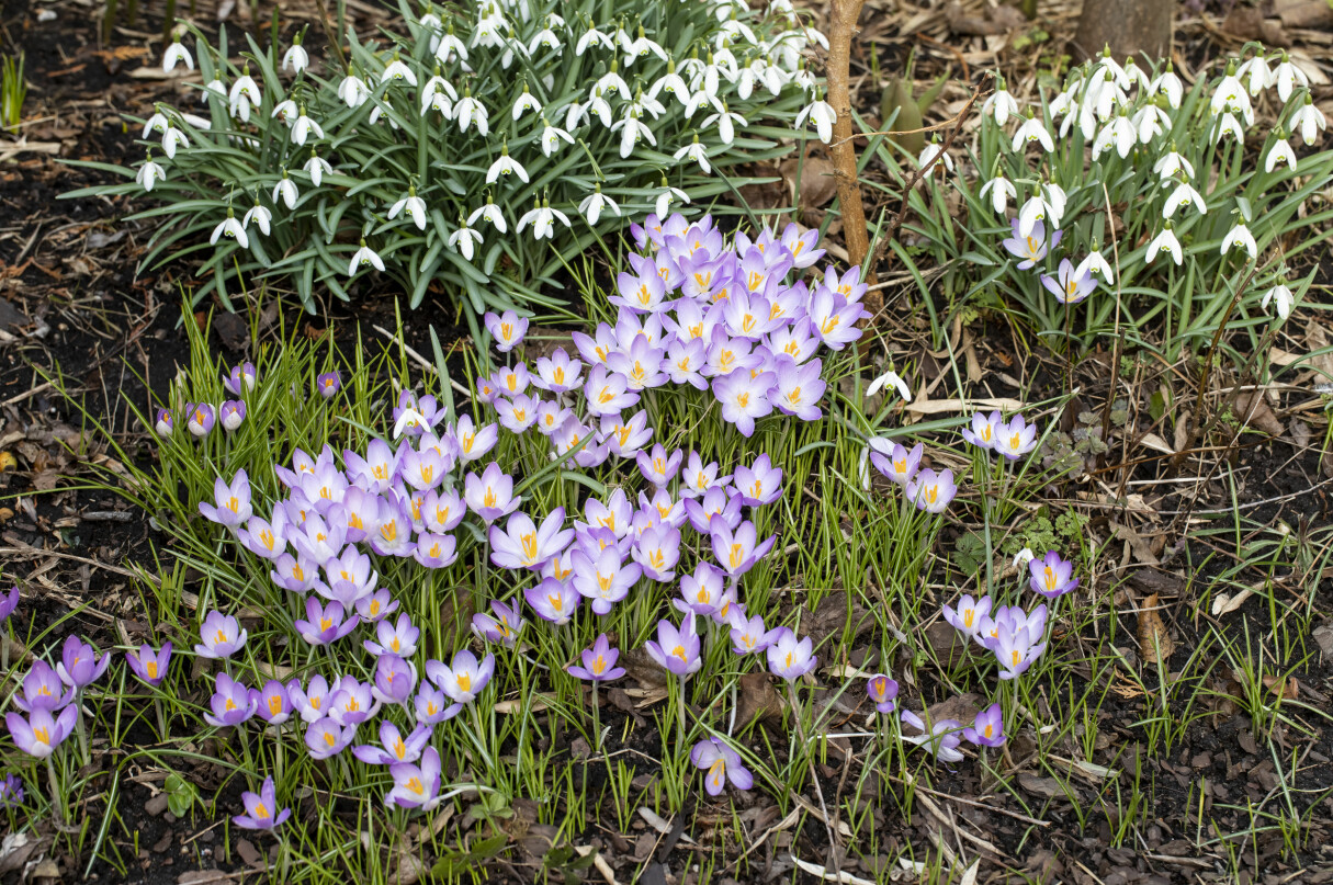 När vårlökarna trivs visar de det! Låt dem sprida sig där de vill och dela sedan tuvorna och plantera ut på andra ställen. Vårlökar blommar i Gunnel Carlsons trädgård.
