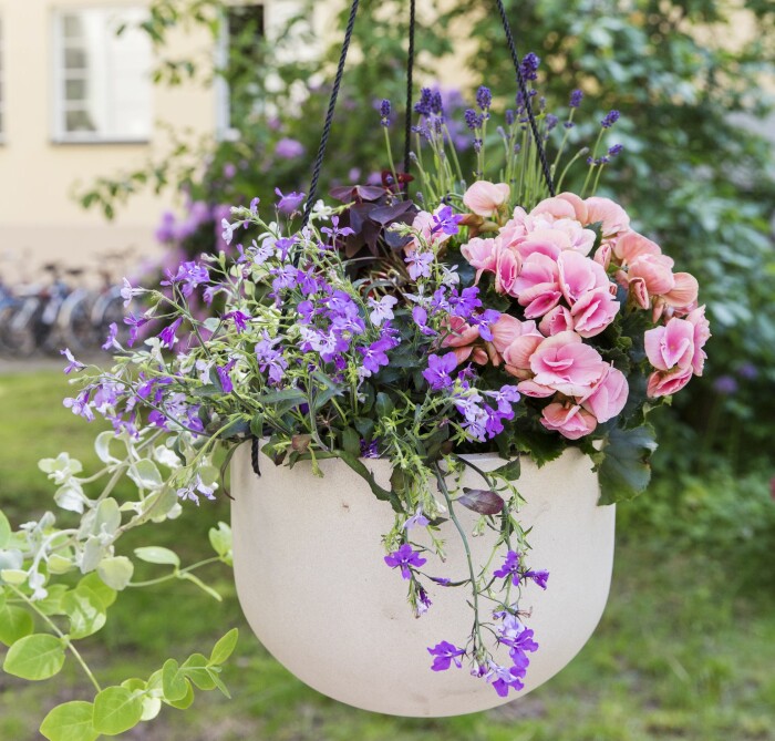 Oxalis, som även kallas lyckoklöver, fäller framåt kvällen ihop sina blad som ett paraply för att vakna igen på morgonen. Lavendel, begonia, oxalis och lobelia i ampel.