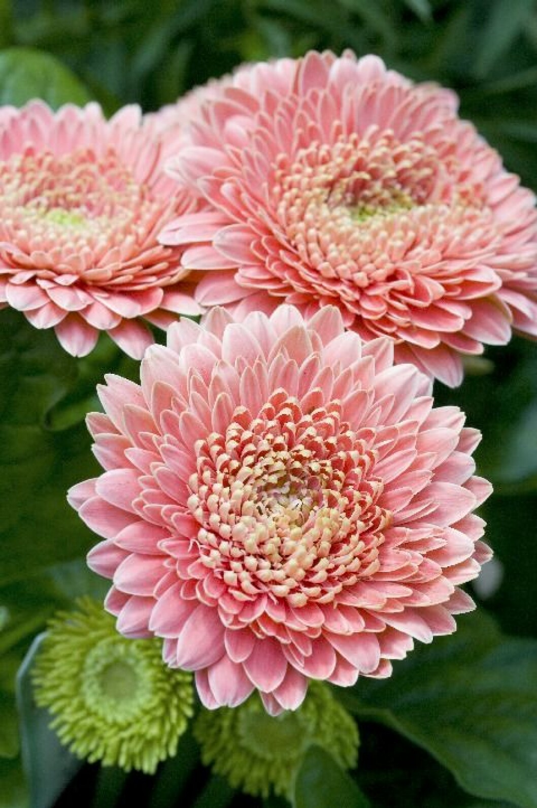 Gerberan Duora har dubbla blommor.