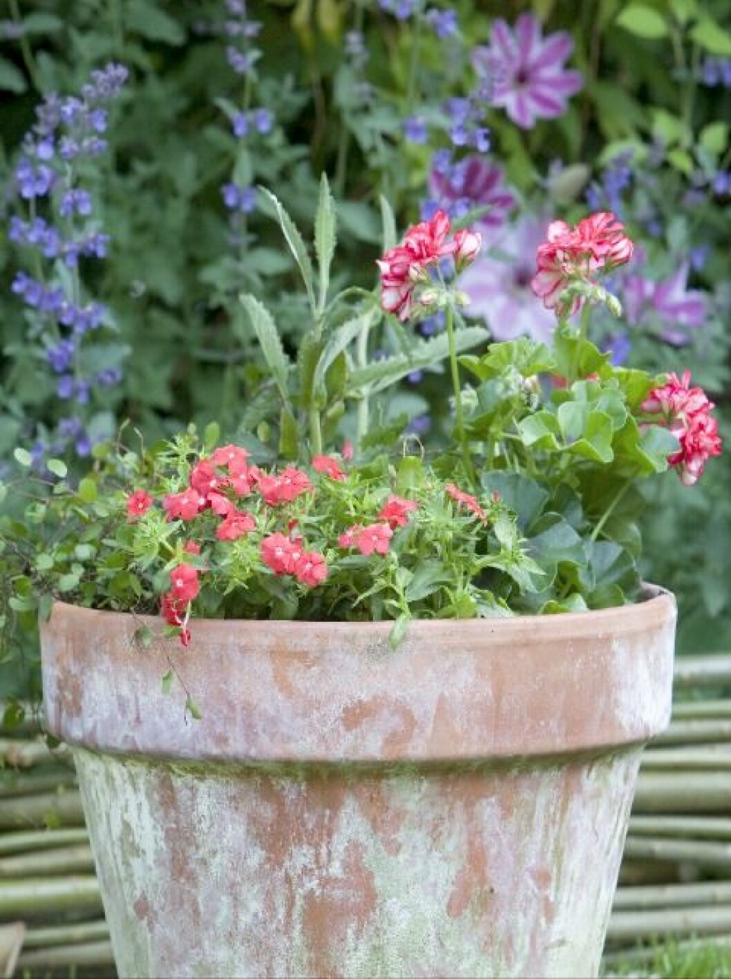 Sommarflox i kontrast med verbena i kruka