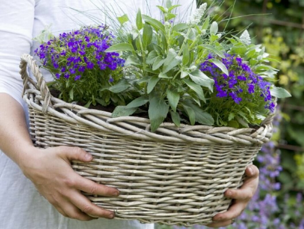 Blåvingel samplanterad med lobelia och daggsalvia