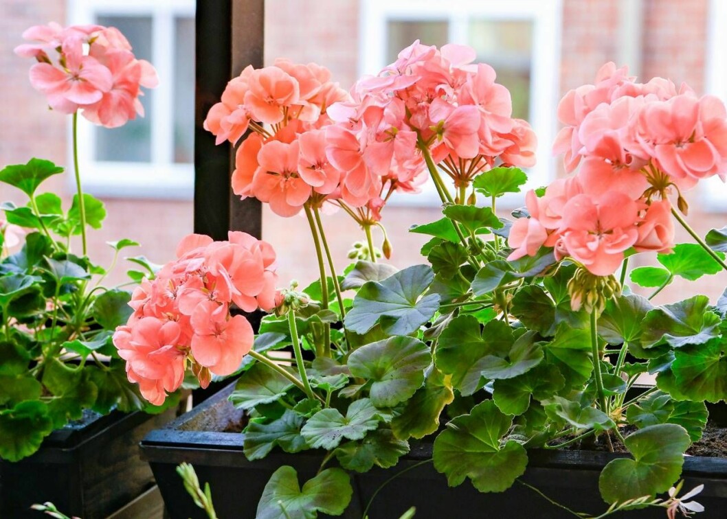 De aprikosfärgade pelargonerna lyser upp balkongen.