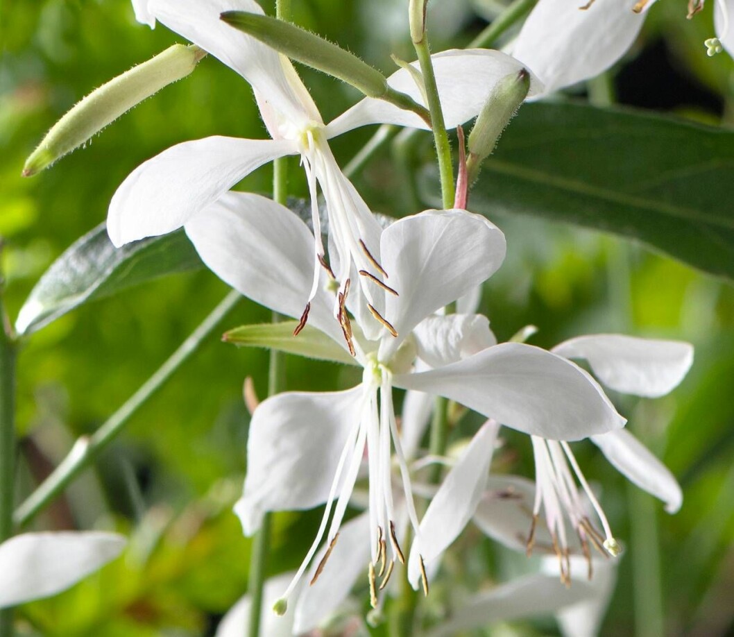 Sommarljus blommar från tidig vår till sen höst och ger långa, vajande blomstänglar som passar utmärkt i vas. Växten är ettårig, men kan övervintra i skyddat läge.