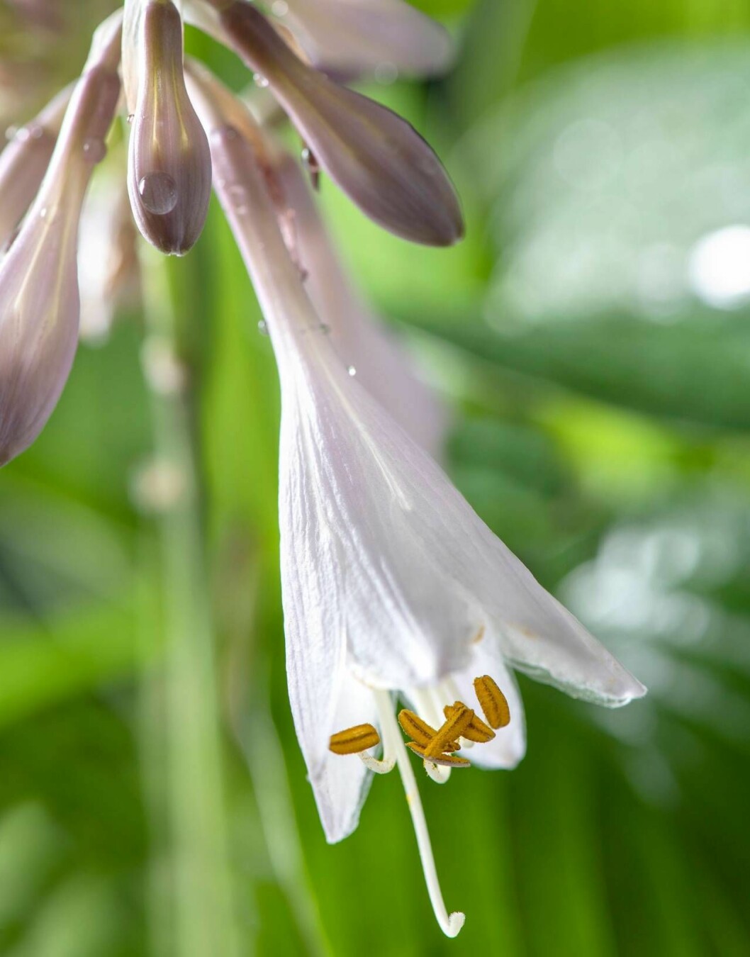Hosta, som i vanliga fall används som marktäckare i trädgårdens skuggiga hörn, är superfina i krukor. Den får läckra blommor som påminner om små liljor.