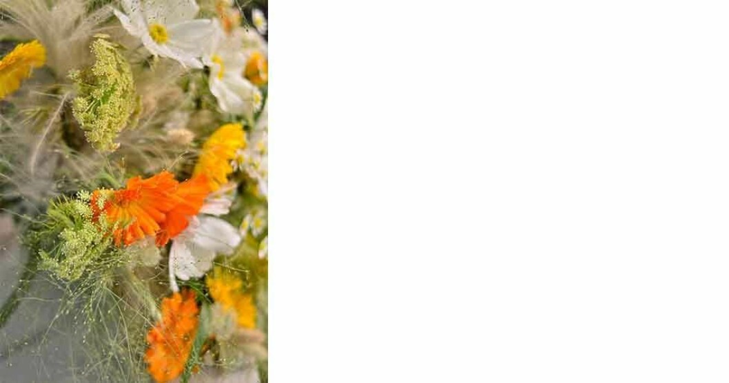Vit rosenskära och ringblommor i olika färger blir en fin bukett tillsammans med fröställningar av exempelvis dill och torkat prydnadsgräs.