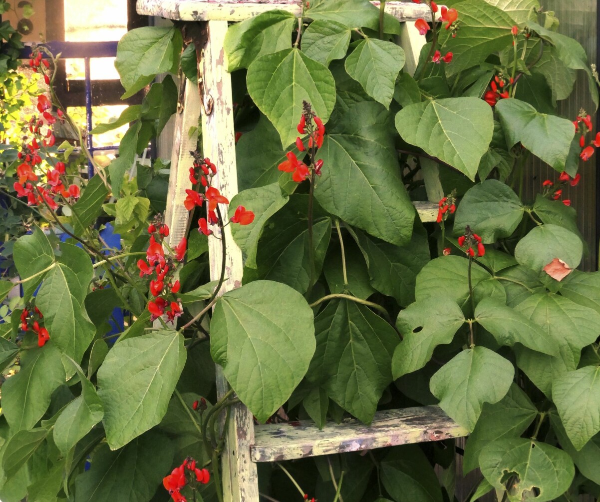 Det finns många olika sorters blomsterbönor. Här är en med härligt röda blommor. Blomsterbönor växer på en gammal stege.