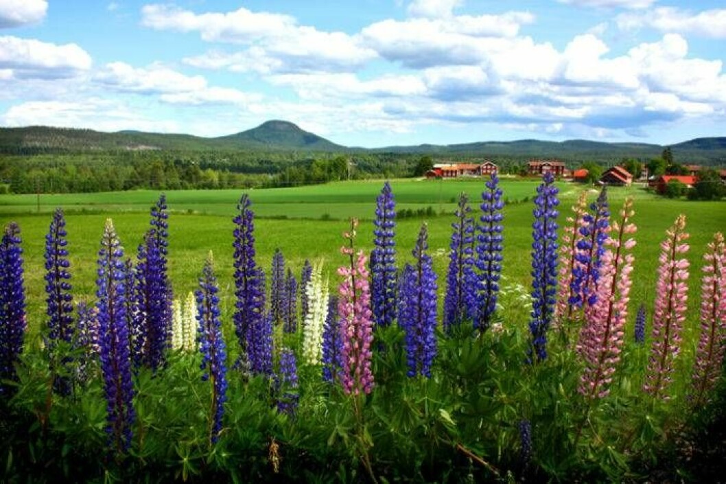 Blomsterlupiner i blommning. Foto: Peter Nordahl / IBL Bildbyrå Blomsterlupiner i blommning på äng framför Järvsöklack.