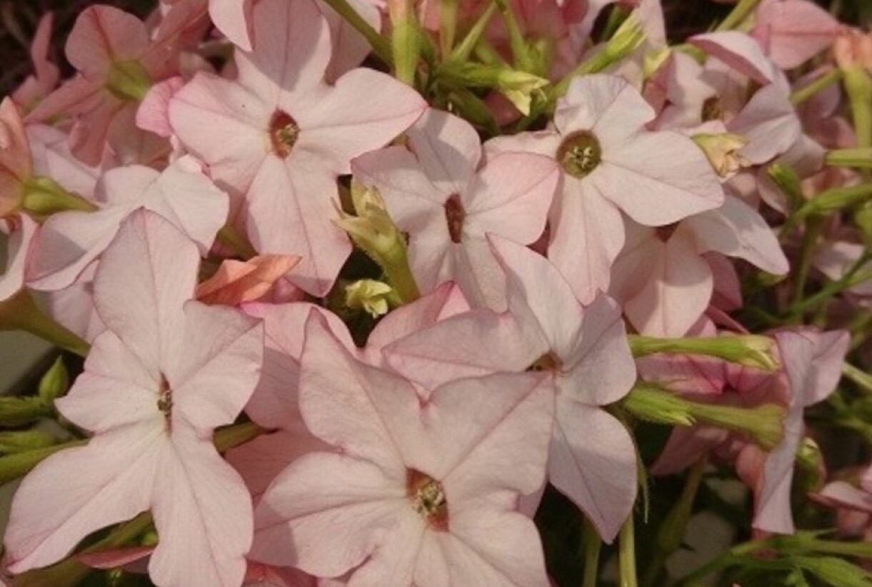 Blomstertobak 'Purple Appelblossom'