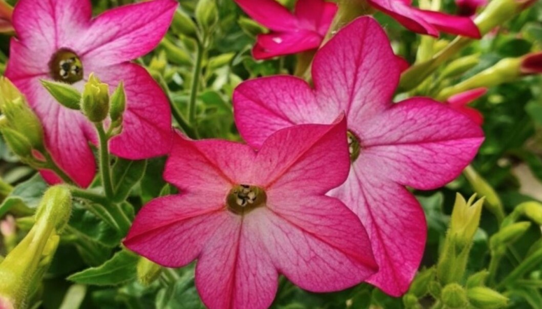Blomstertobak 'Purple Bicolor'