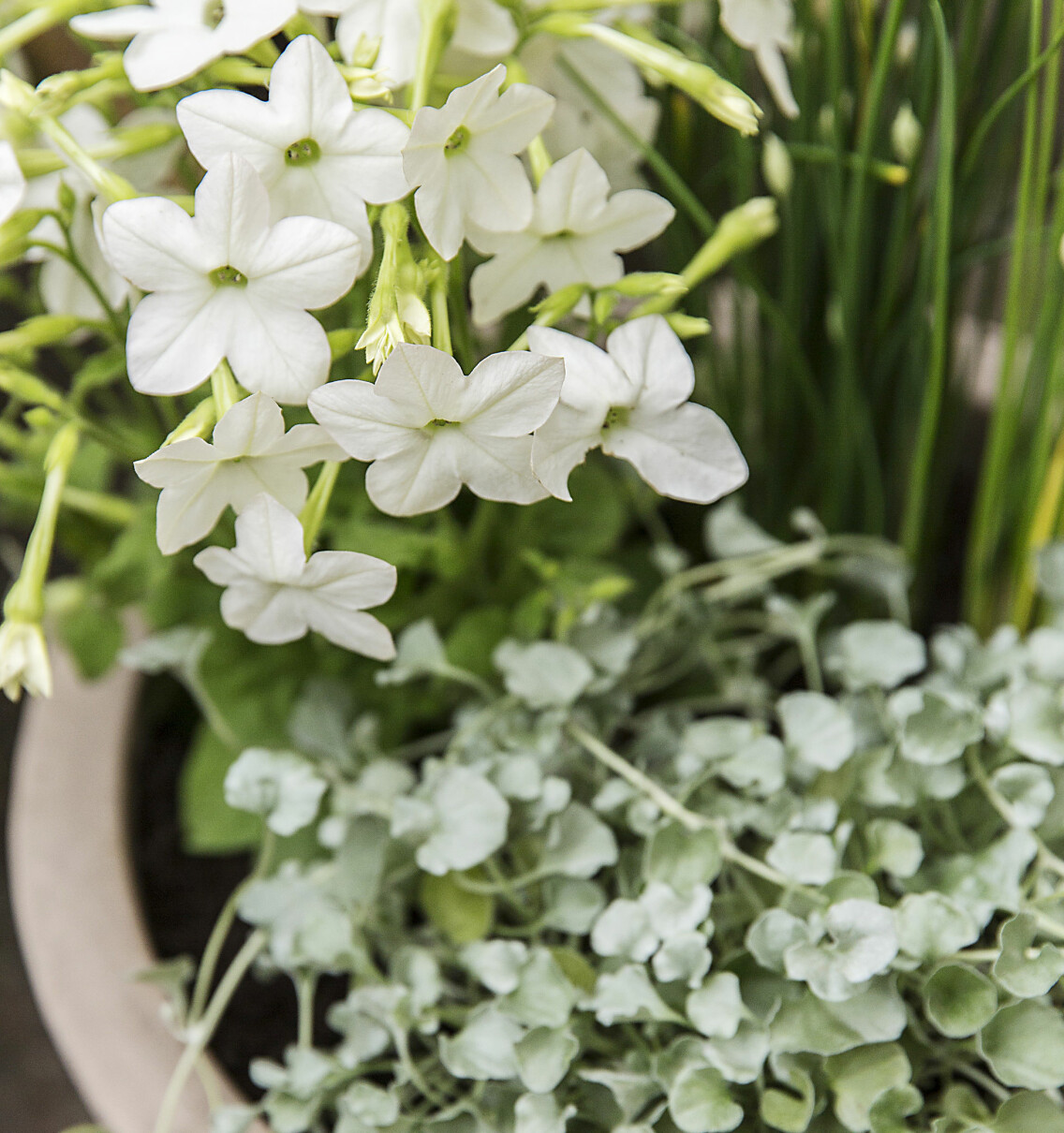Kombination av blomstertobak och silvernjurvinda i utekruka.